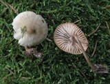 Mycena galericulata image