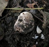 Russula nigricans image