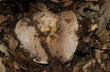 Lactarius argillaceifolius image