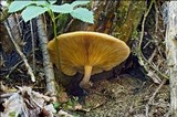Gymnopilus penetrans image