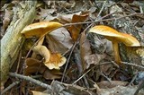 Gymnopilus penetrans image