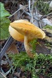 Gymnopilus penetrans image