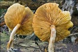 Gymnopilus penetrans image