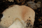 Lactarius argillaceifolius image