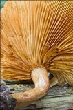 Gymnopilus penetrans image