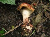 Cortinarius mikedavisii image