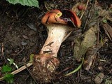 Cortinarius mikedavisii image