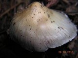 Inocybe lilacina image