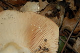 Lactarius argillaceifolius image