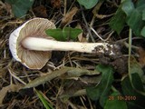 Inocybe lilacina image