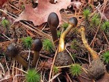 Elaphocordyceps capitata image