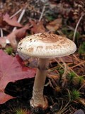 Amanita citrina f. lavendula image
