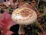 Amanita citrina f. lavendula image