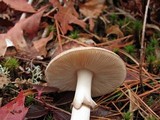 Amanita citrina f. lavendula image