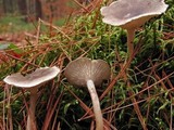 Cantharellula umbonata image