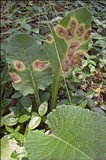Ramularia primulae image