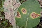 Ramularia primulae image