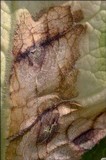 Ramularia primulae image