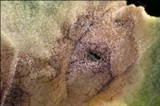 Ramularia primulae image