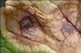 Ramularia primulae image