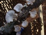 Poronidulus conchifer image