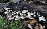 Crepidotus caspari image