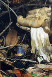 Helvella maculata image
