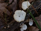 Poronidulus conchifer image