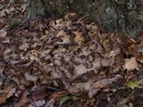 Grifola frondosa image
