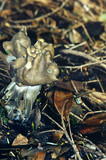 Helvella maculata image