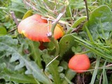 Hygrocybe miniata image