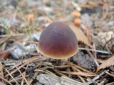 Macrocystidia cucumis image