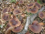 Tricholoma imbricatum image