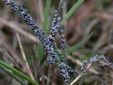 Physarum cinereum image