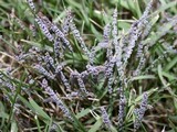 Physarum cinereum image