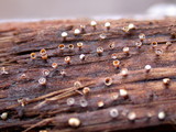 Craterium minutum image