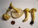 Hygrophorus chrysodon image