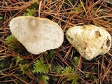Rhizopogon occidentalis image