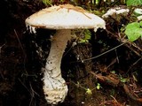 Amanita smithiana image