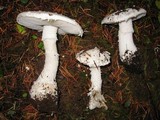 Amanita smithiana image