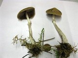 Psathyrella longistriata image