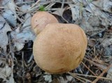 Tricholoma vaccinum image