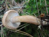 Tricholoma vaccinum image