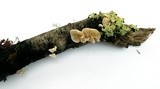 Crepidotus caspari image