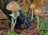 Psathyrella longistriata image