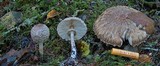 Chlorophyllum olivieri image
