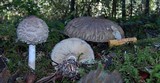 Chlorophyllum olivieri image