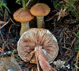 Armillaria gallica image