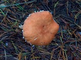 Cystodermella cinnabarina image