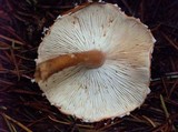 Cystodermella cinnabarina image
